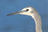 White-faced Heron